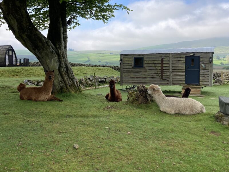 Llwyn Onn Glamping